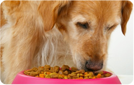 Essential Nutrition Tips for Your Canine Companion