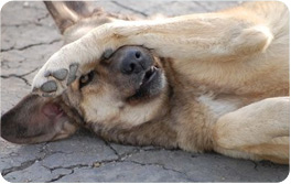 Five Easy Tips to Prevent Summer Fleas and Ticks