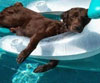 Keep Your Pets Safe Around Water