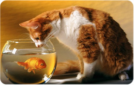 Your Cat is Smarter Than You Think!