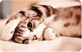 Your Cat is Smarter Than You Think!